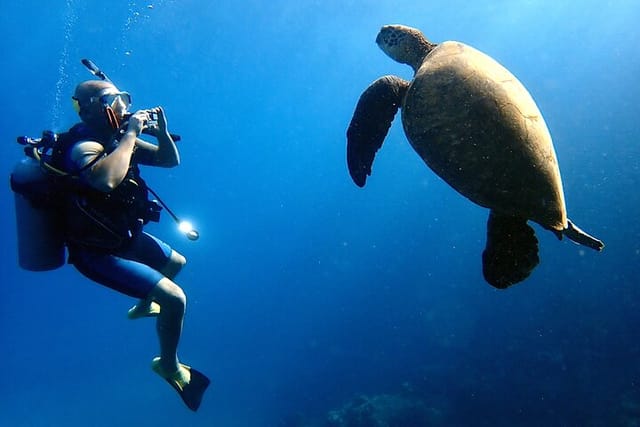 Up close and personal encounters with Maui’s local ocean residents 